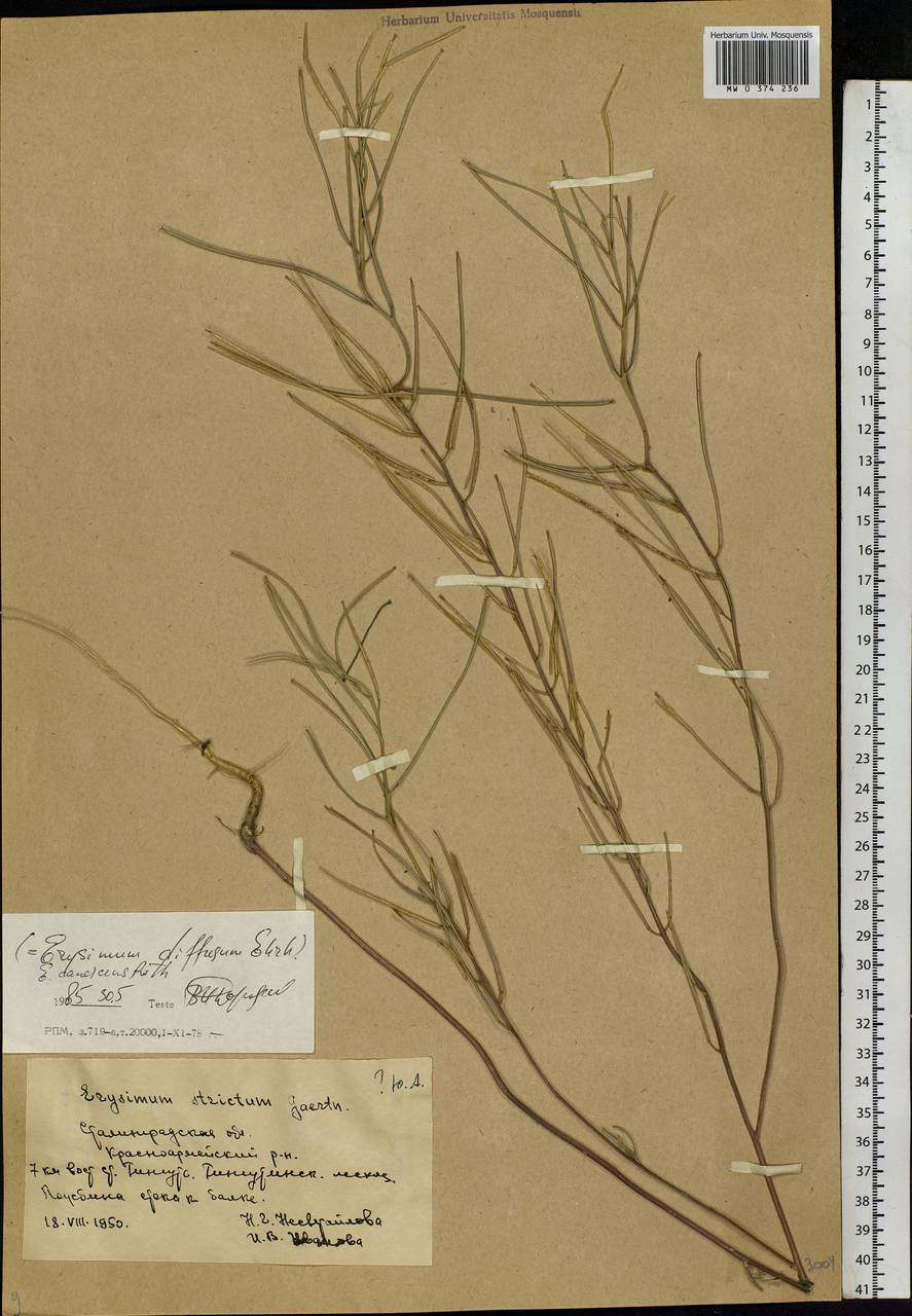 Erysimum diffusum Ehrh., Eastern Europe, Lower Volga region (E9) (Russia)