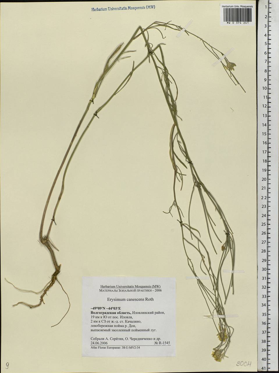 Erysimum diffusum Ehrh., Eastern Europe, Lower Volga region (E9) (Russia)