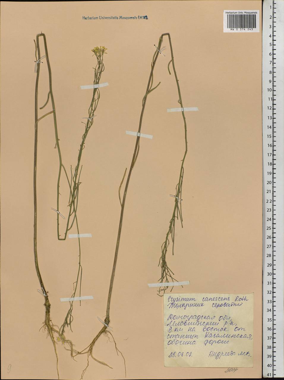 Erysimum diffusum Ehrh., Eastern Europe, Lower Volga region (E9) (Russia)