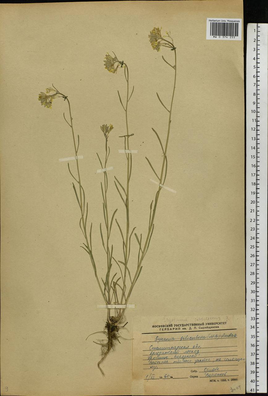 Erysimum diffusum Ehrh., Eastern Europe, Lower Volga region (E9) (Russia)