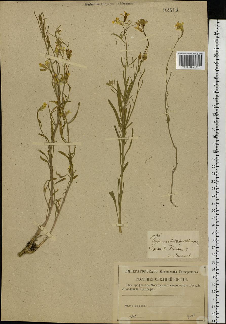 Erysimum diffusum Ehrh., Eastern Europe, Lower Volga region (E9) (Russia)