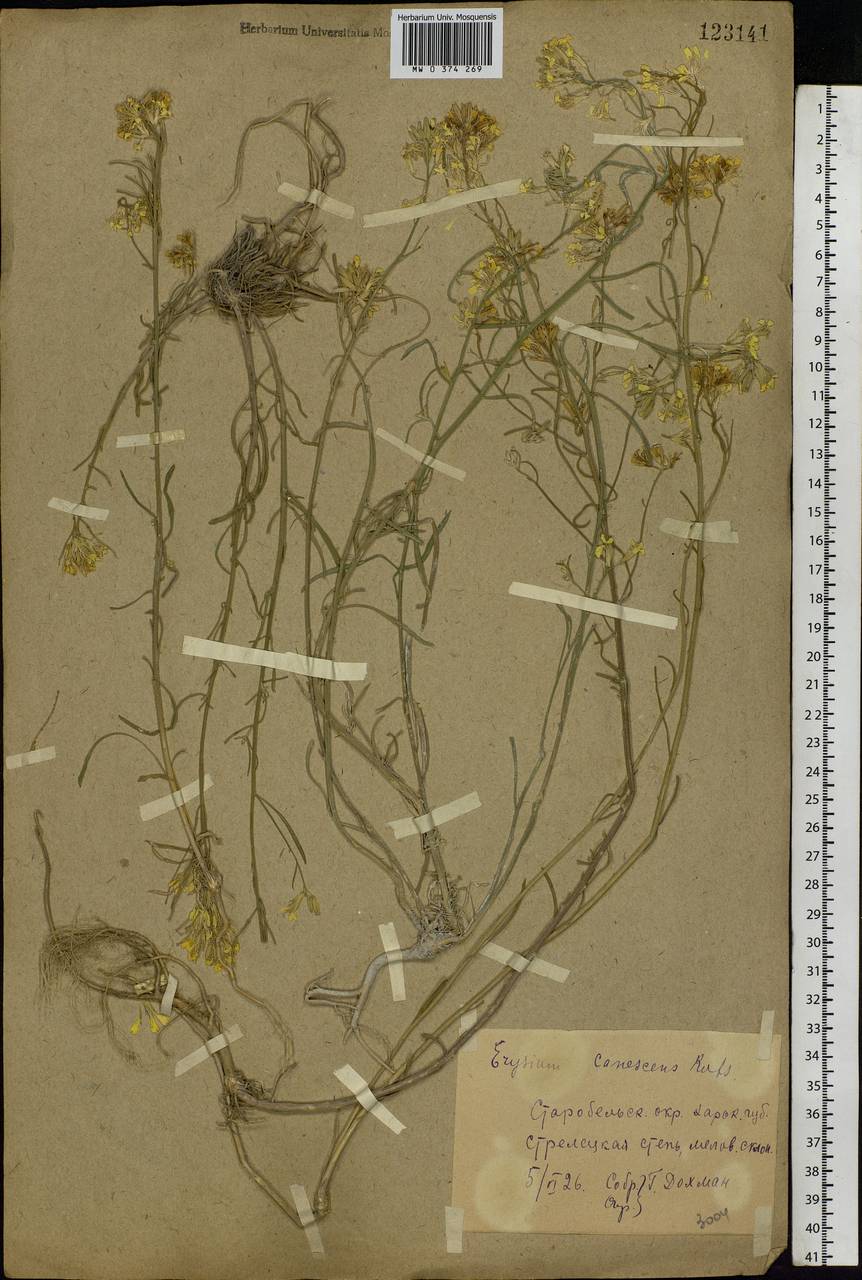 Erysimum diffusum Ehrh., Eastern Europe, North Ukrainian region (E11) (Ukraine)