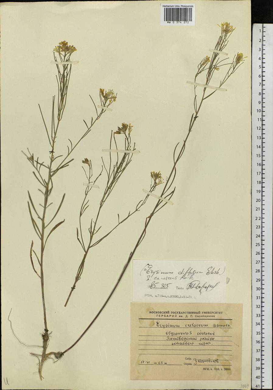 Erysimum diffusum Ehrh., Eastern Europe, North Ukrainian region (E11) (Ukraine)