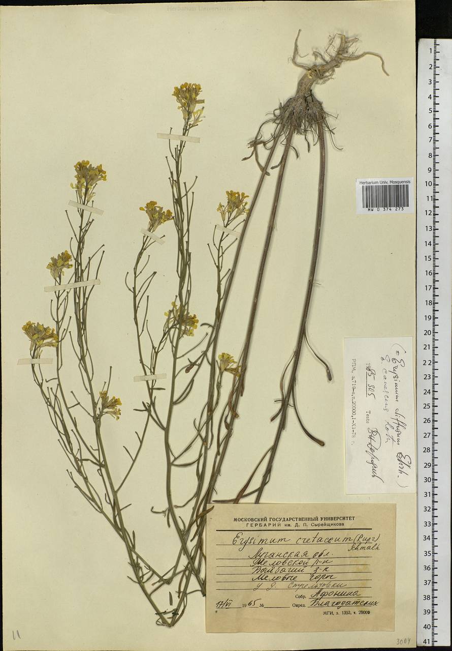 Erysimum diffusum Ehrh., Eastern Europe, North Ukrainian region (E11) (Ukraine)