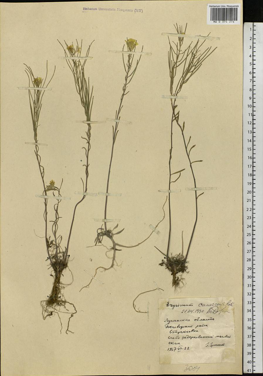 Erysimum diffusum Ehrh., Eastern Europe, North Ukrainian region (E11) (Ukraine)