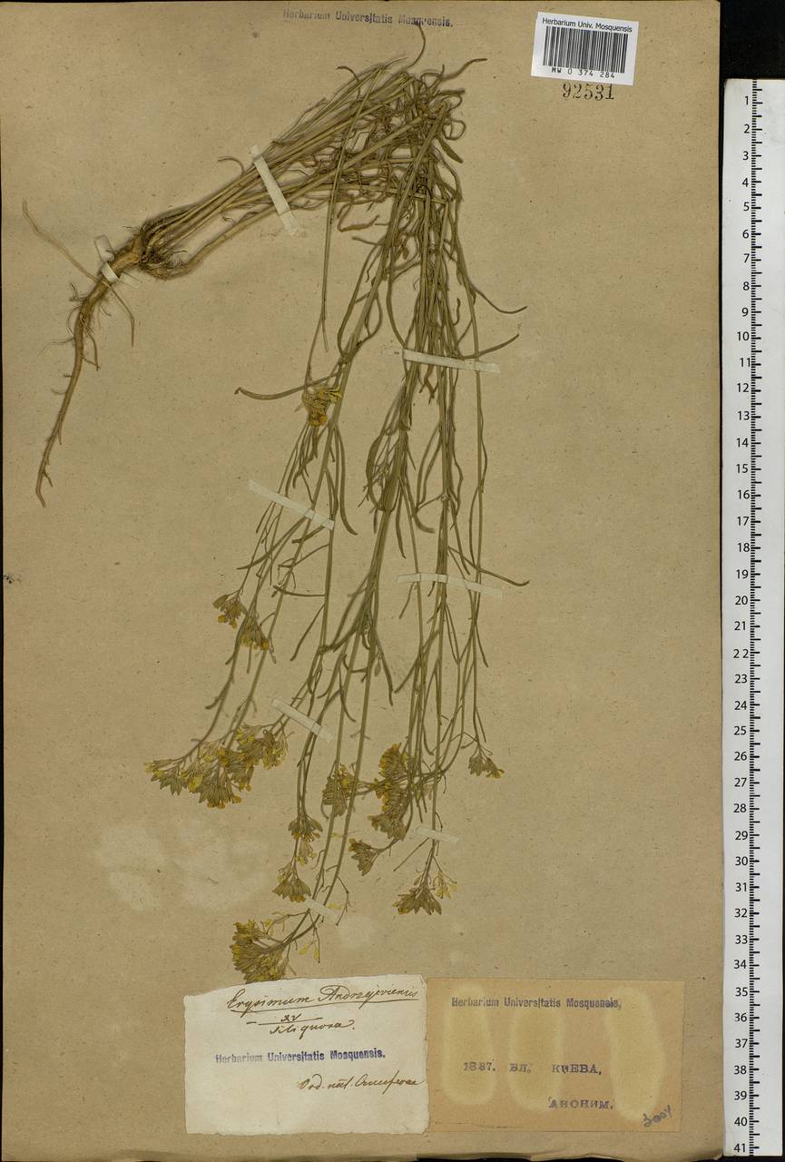 Erysimum diffusum Ehrh., Eastern Europe, North Ukrainian region (E11) (Ukraine)