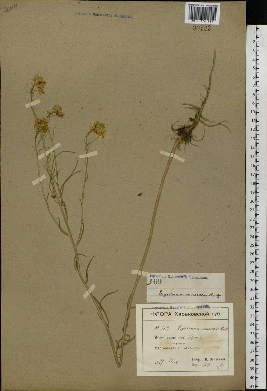 Erysimum diffusum Ehrh., Eastern Europe, North Ukrainian region (E11) (Ukraine)