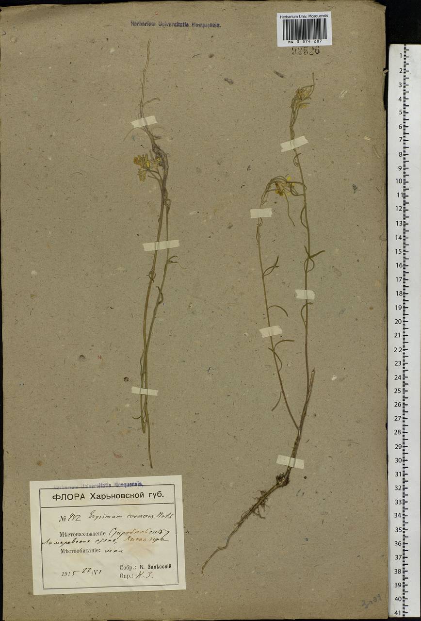 Erysimum diffusum Ehrh., Eastern Europe, North Ukrainian region (E11) (Ukraine)