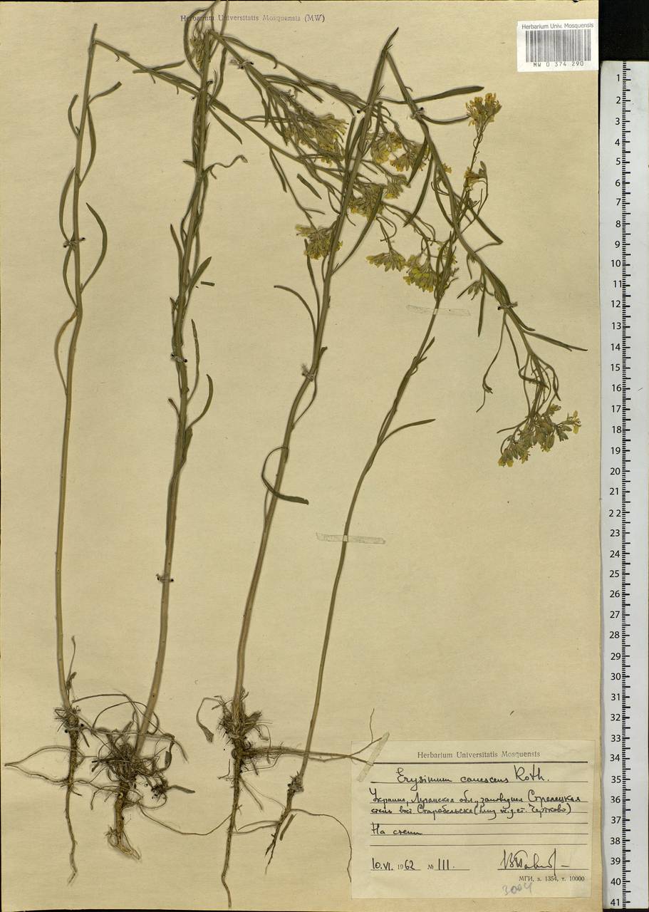 Erysimum diffusum Ehrh., Eastern Europe, North Ukrainian region (E11) (Ukraine)
