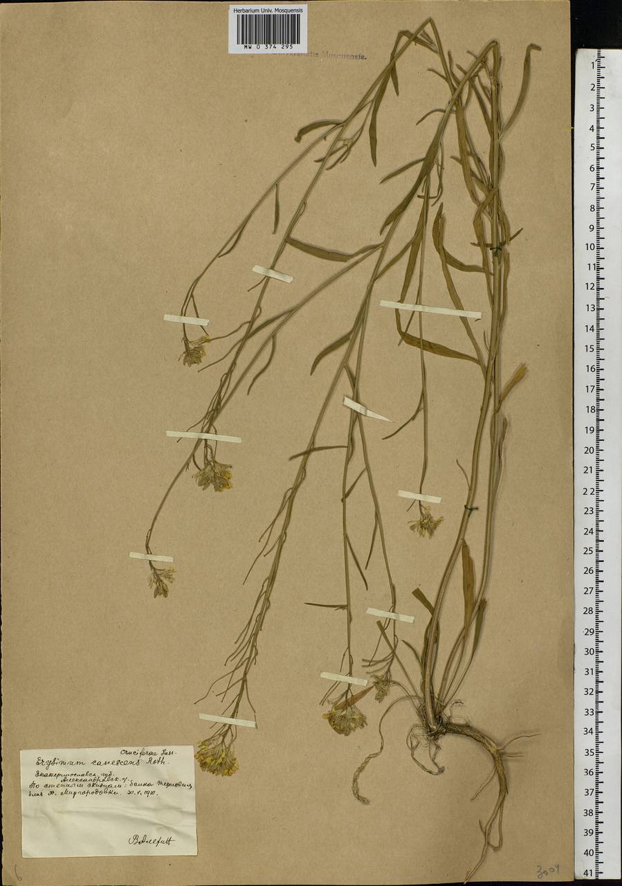 Erysimum diffusum Ehrh., Eastern Europe, South Ukrainian region (E12) (Ukraine)