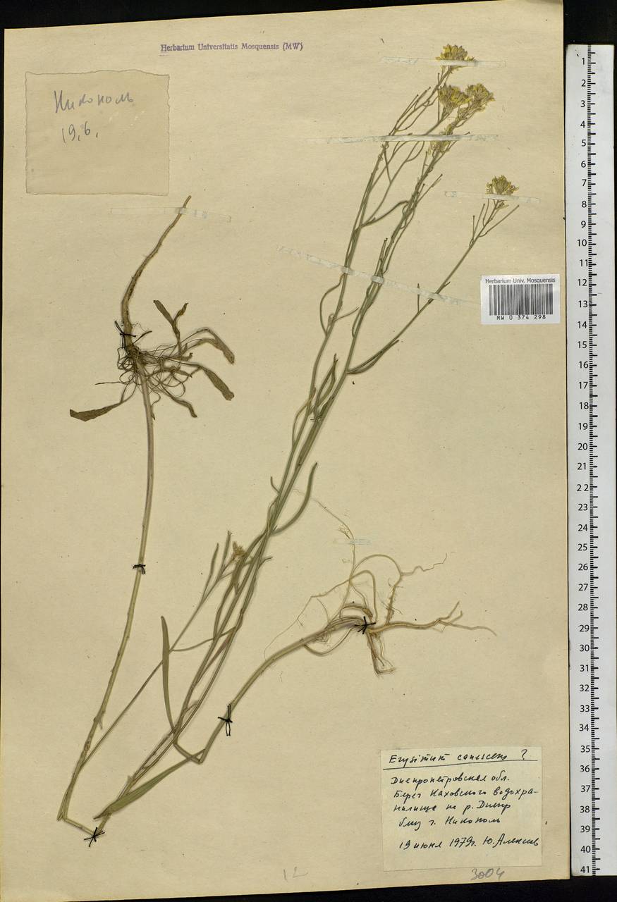 Erysimum diffusum Ehrh., Eastern Europe, South Ukrainian region (E12) (Ukraine)