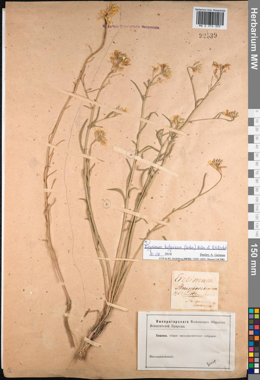 Erysimum diffusum Ehrh., Eastern Europe, Rostov Oblast (E12a) (Russia)
