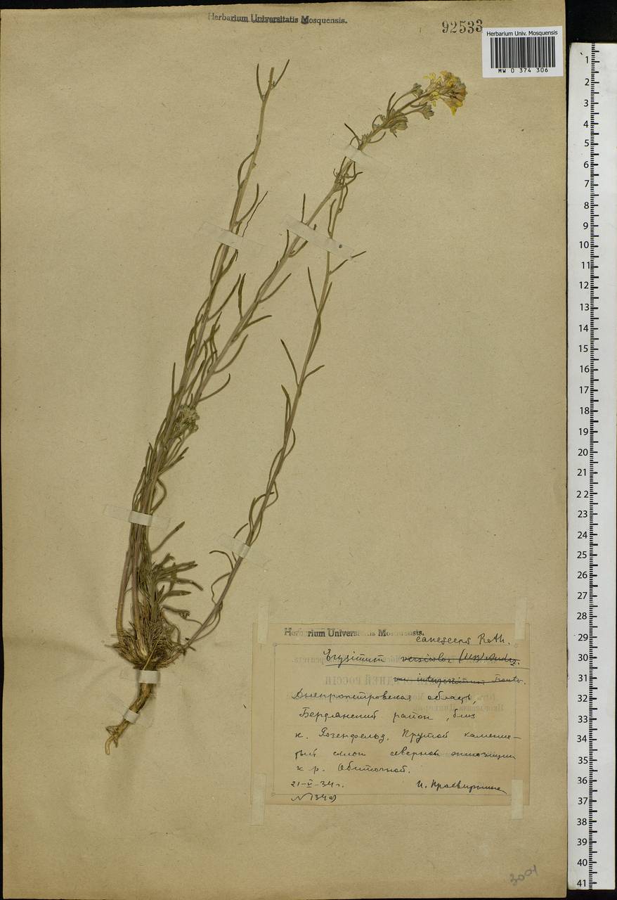 Erysimum diffusum Ehrh., Eastern Europe, South Ukrainian region (E12) (Ukraine)
