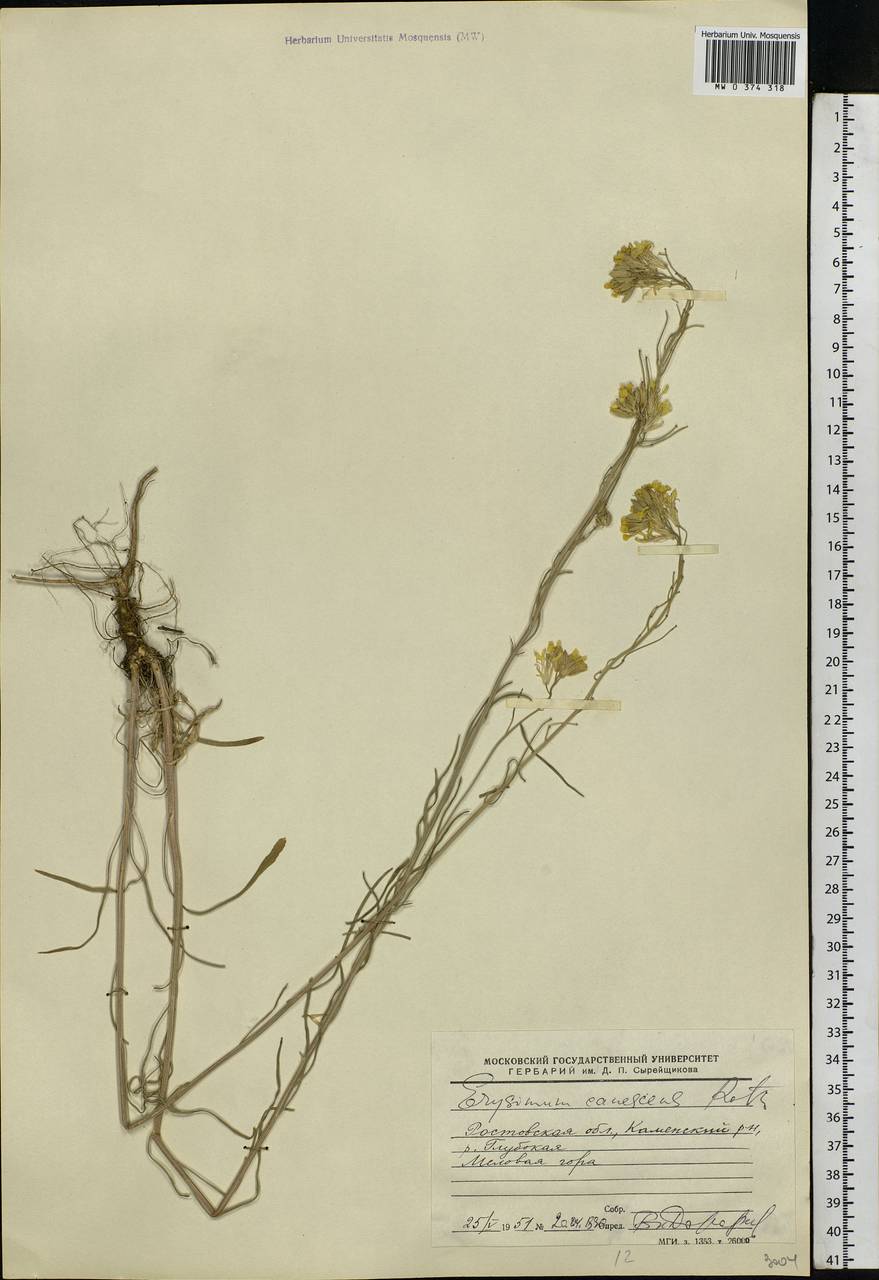 Erysimum diffusum Ehrh., Eastern Europe, Rostov Oblast (E12a) (Russia)