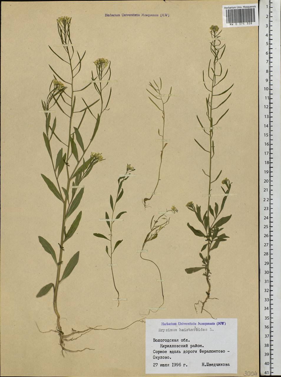 Erysimum cheiranthoides L., Eastern Europe, Northern region (E1) (Russia)