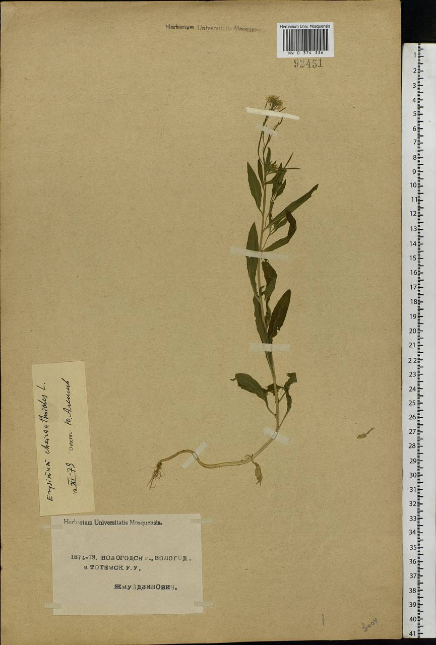 Erysimum cheiranthoides L., Eastern Europe, Northern region (E1) (Russia)