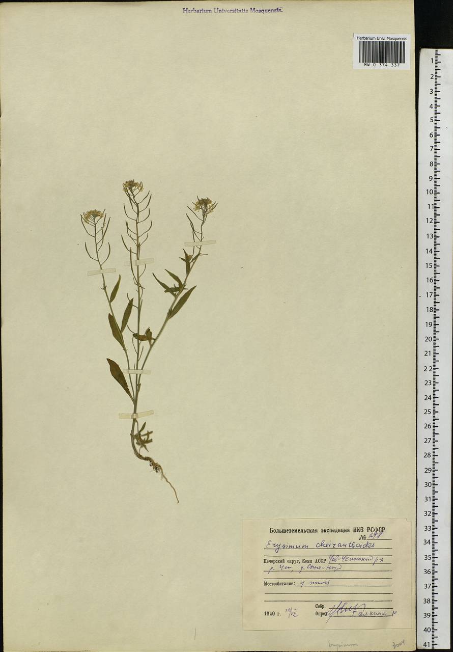 Erysimum cheiranthoides L., Eastern Europe, Northern region (E1) (Russia)