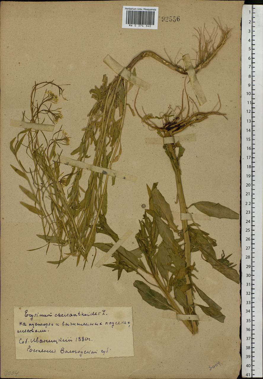 Erysimum cheiranthoides L., Eastern Europe, Northern region (E1) (Russia)
