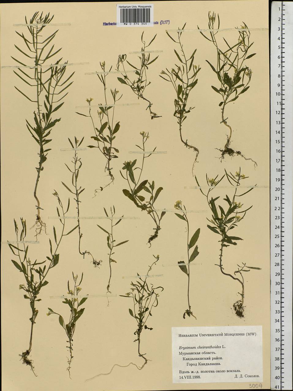 Erysimum cheiranthoides L., Eastern Europe, Northern region (E1) (Russia)