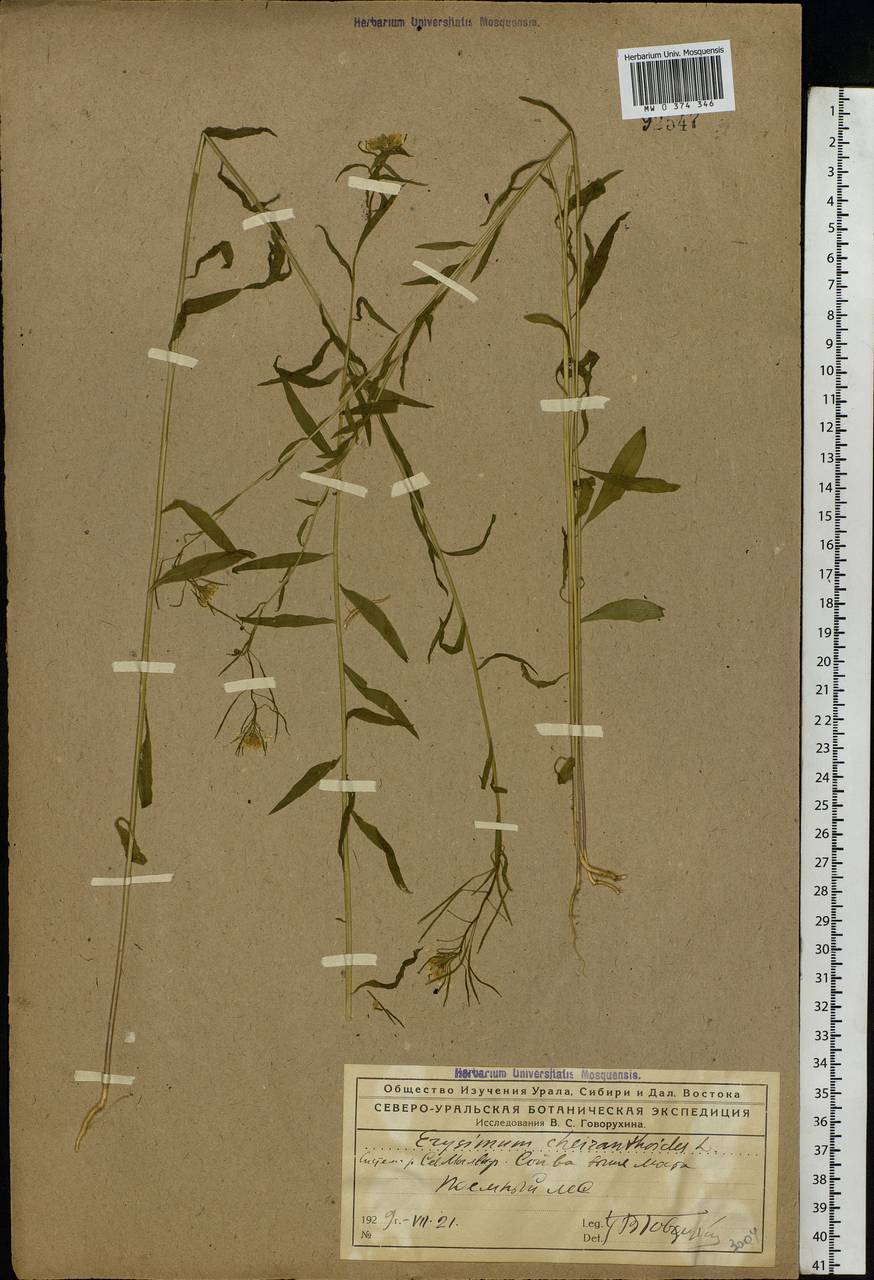 Erysimum cheiranthoides L., Eastern Europe, Northern region (E1) (Russia)