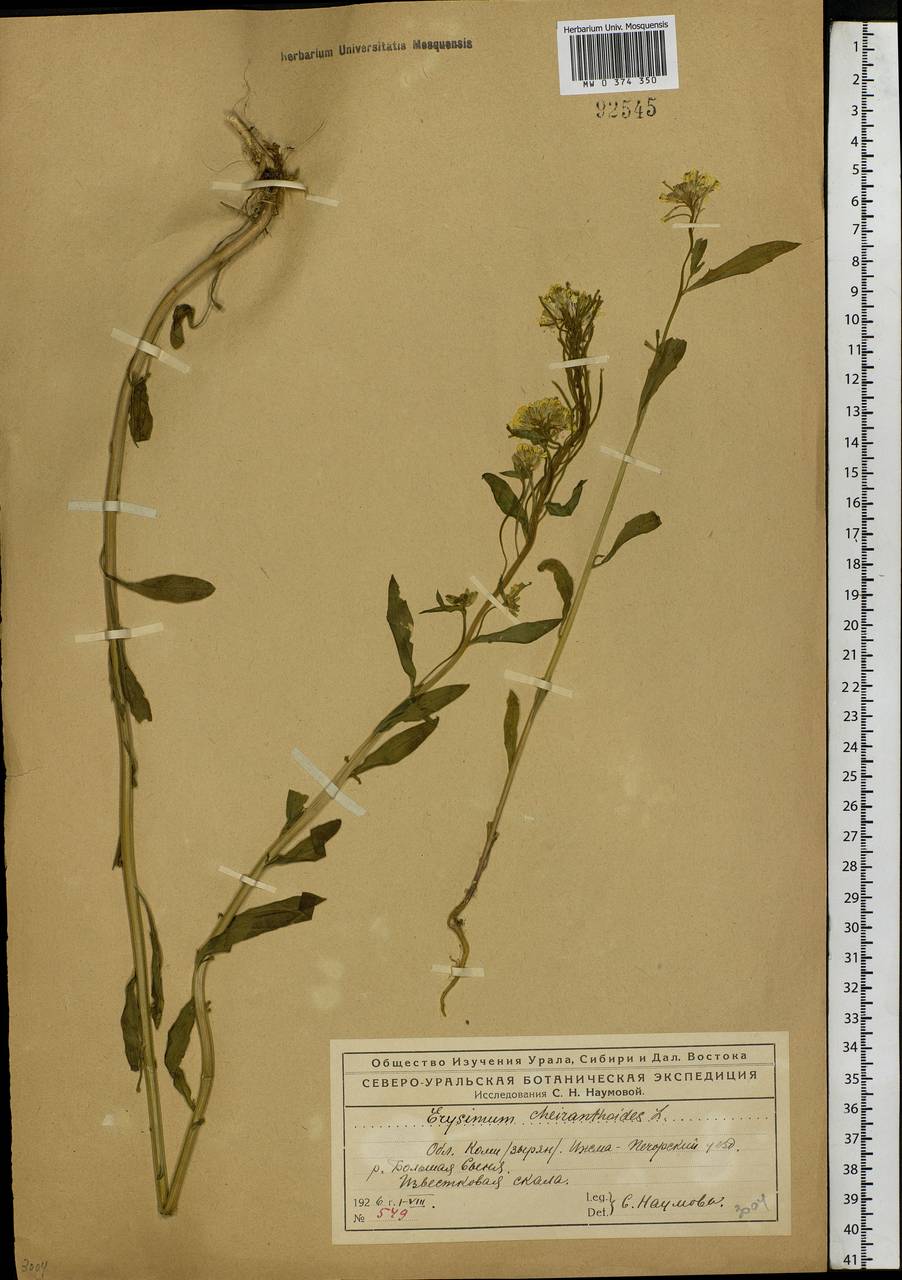 Erysimum cheiranthoides L., Eastern Europe, Northern region (E1) (Russia)