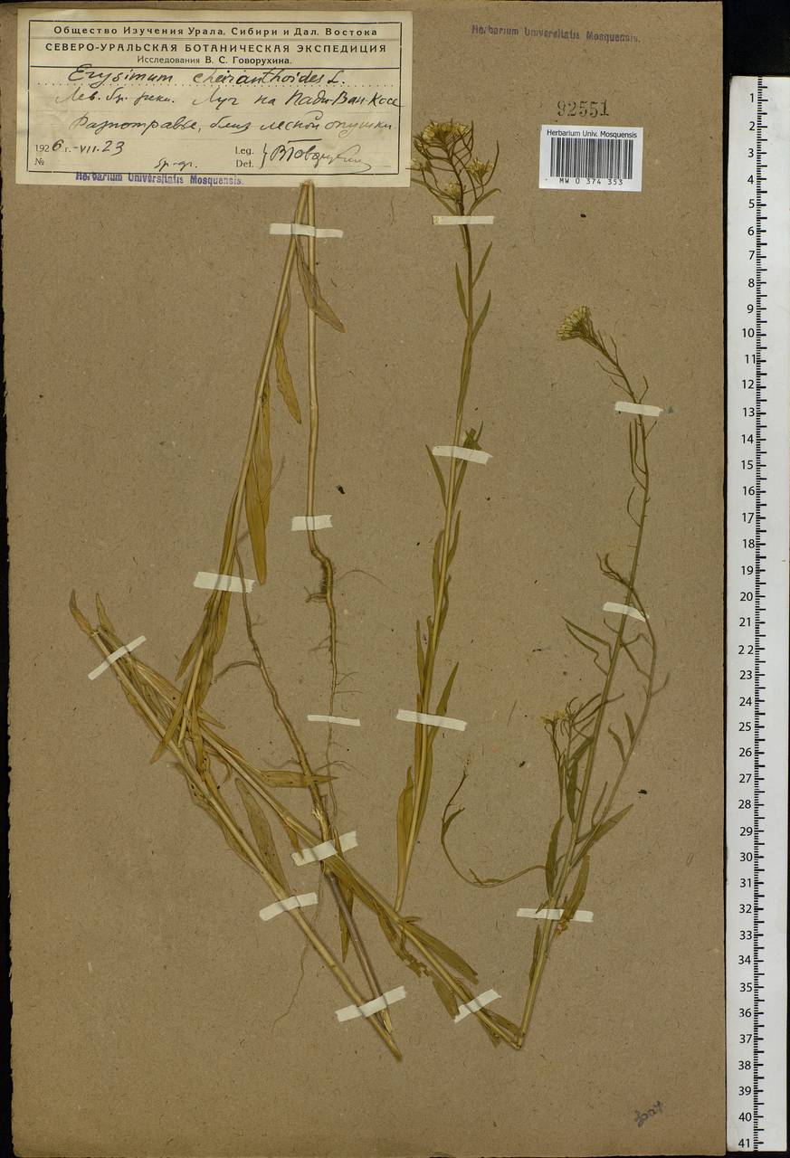 Erysimum cheiranthoides L., Eastern Europe, Northern region (E1) (Russia)