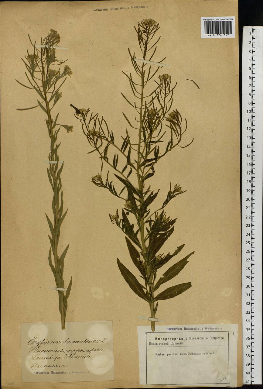 Erysimum cheiranthoides L., Eastern Europe, Latvia (E2b) (Latvia)