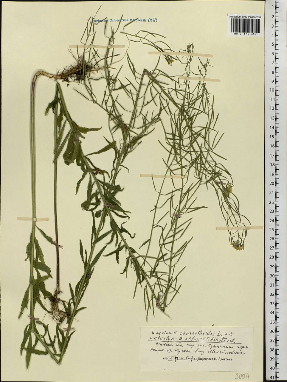 Erysimum cheiranthoides L., Eastern Europe, North-Western region (E2) (Russia)