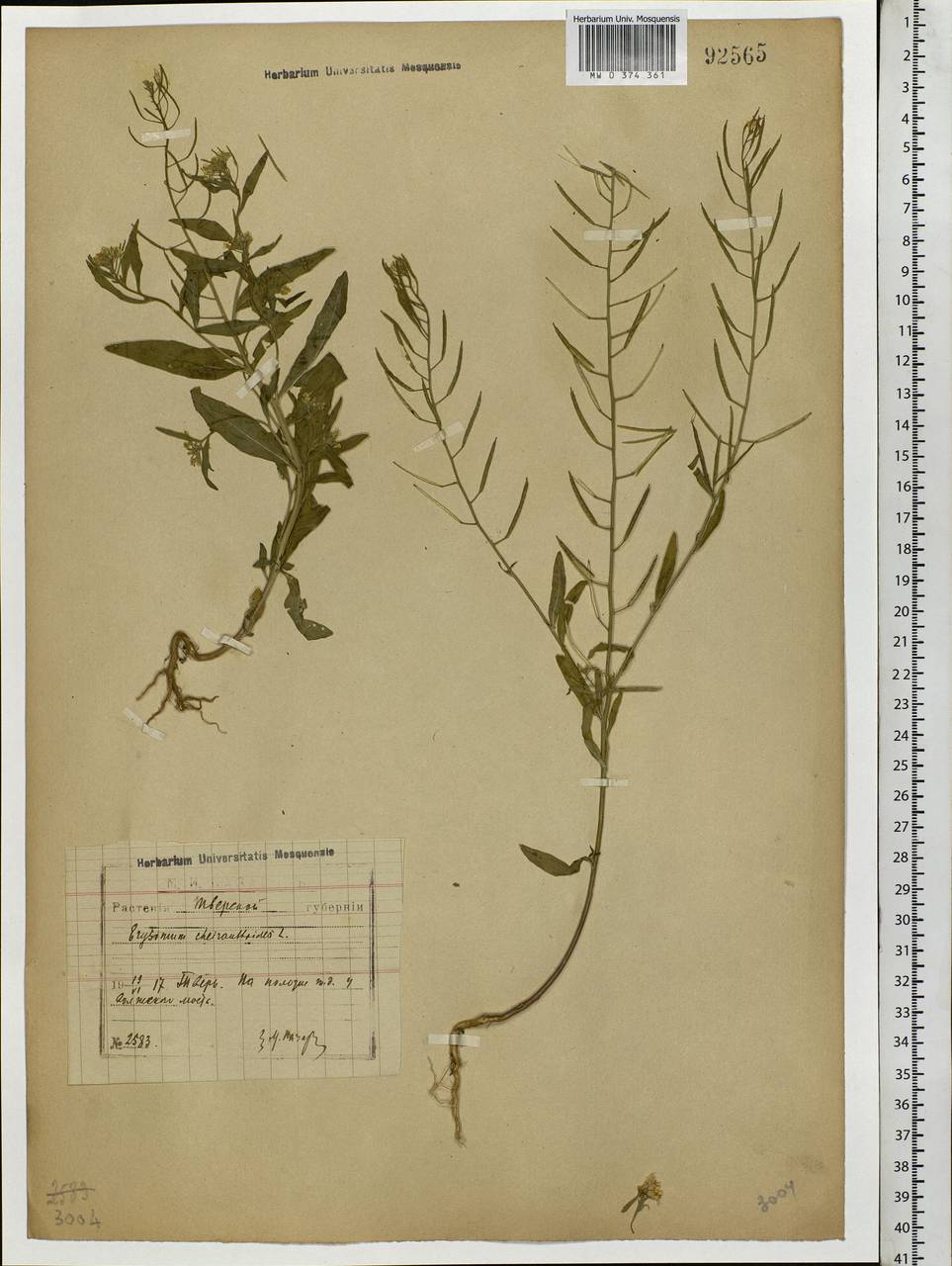 Erysimum cheiranthoides L., Eastern Europe, North-Western region (E2) (Russia)