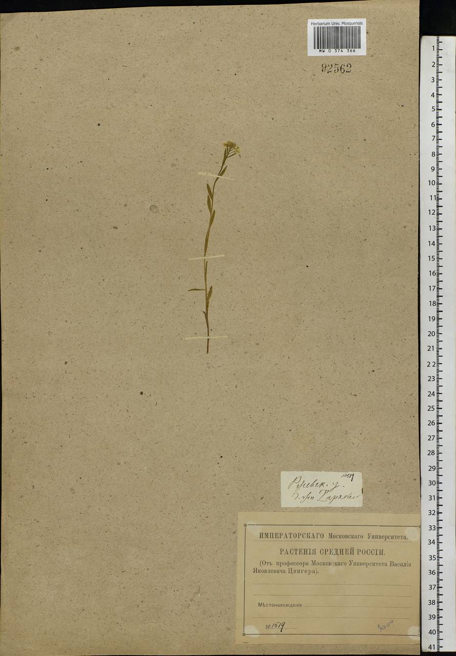 Erysimum cheiranthoides L., Eastern Europe, North-Western region (E2) (Russia)