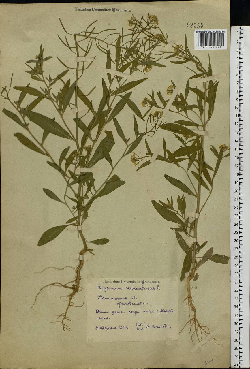 Erysimum cheiranthoides L., Eastern Europe, North-Western region (E2) (Russia)