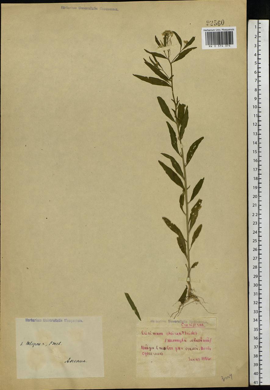 Erysimum cheiranthoides L., Eastern Europe, North-Western region (E2) (Russia)