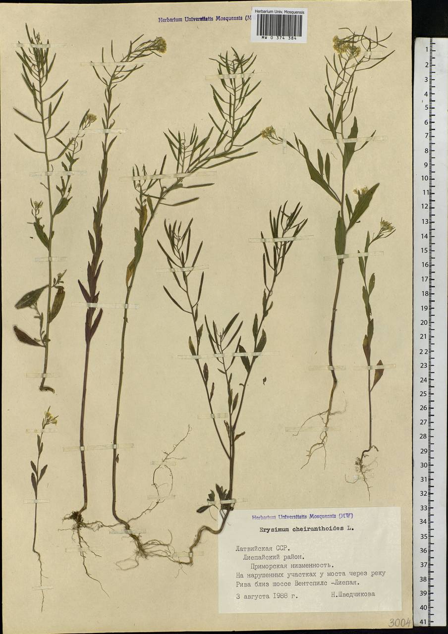 Erysimum cheiranthoides L., Eastern Europe, Latvia (E2b) (Latvia)