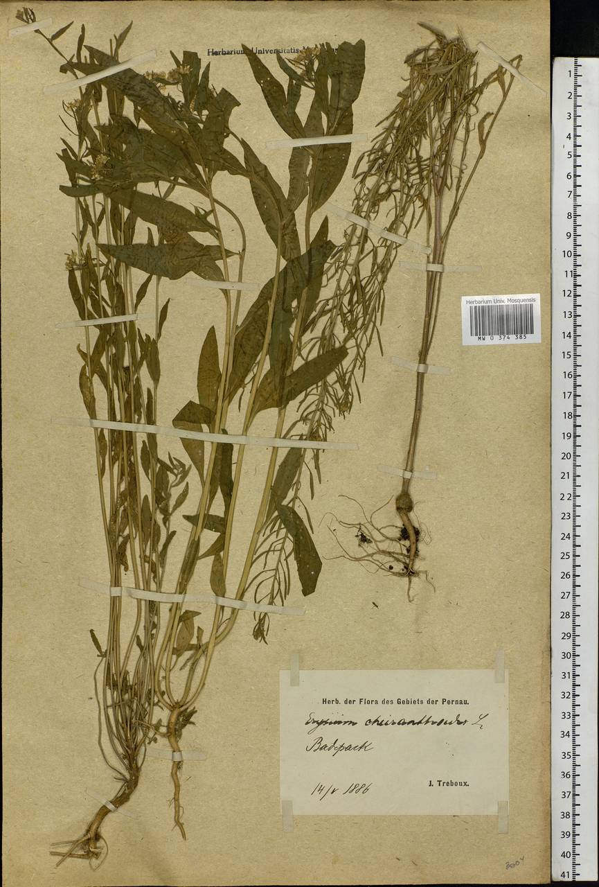 Erysimum cheiranthoides L., Eastern Europe, Estonia (E2c) (Estonia)