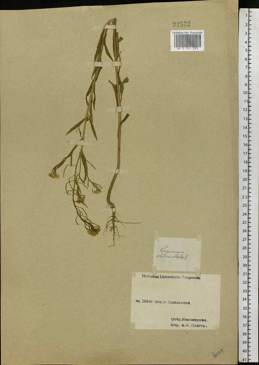 Erysimum cheiranthoides L., Eastern Europe, Western region (E3) (Russia)