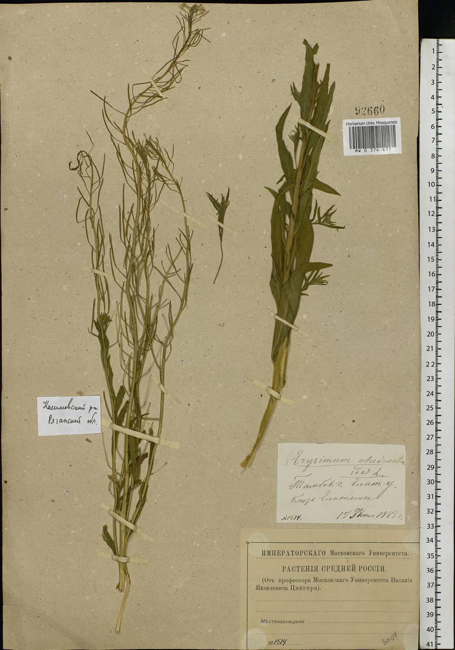 Erysimum cheiranthoides L., Eastern Europe, Central region (E4) (Russia)