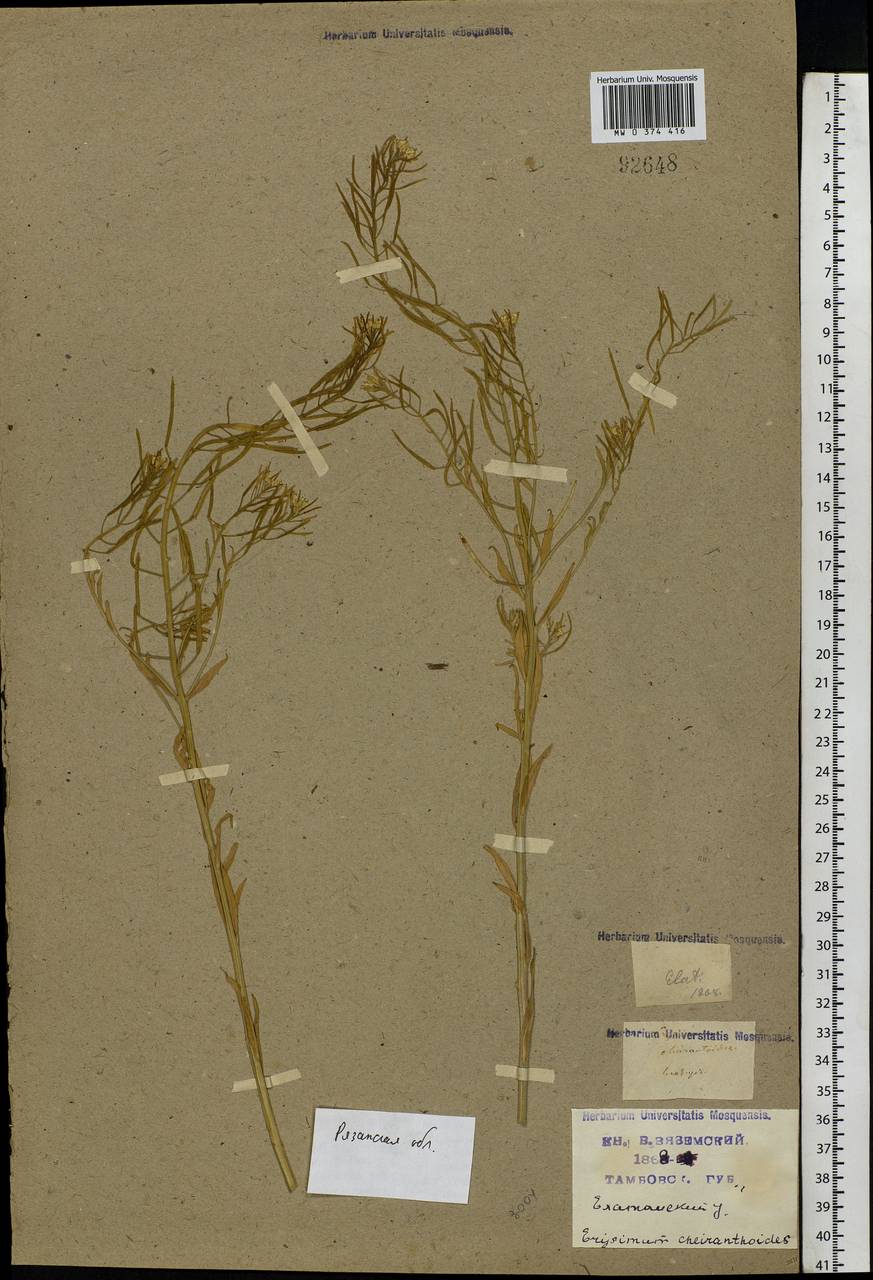 Erysimum cheiranthoides L., Eastern Europe, Central region (E4) (Russia)