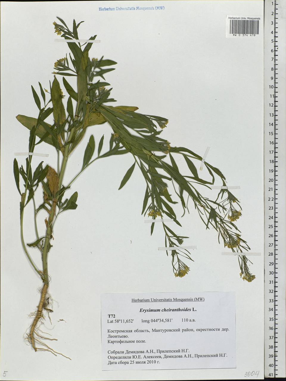 Erysimum cheiranthoides L., Eastern Europe, Central forest region (E5) (Russia)