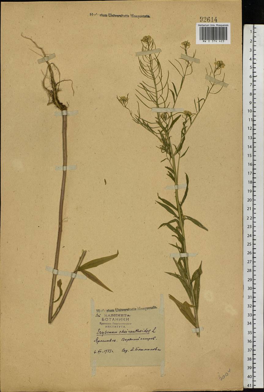 Erysimum cheiranthoides L., Eastern Europe, Central forest region (E5) (Russia)