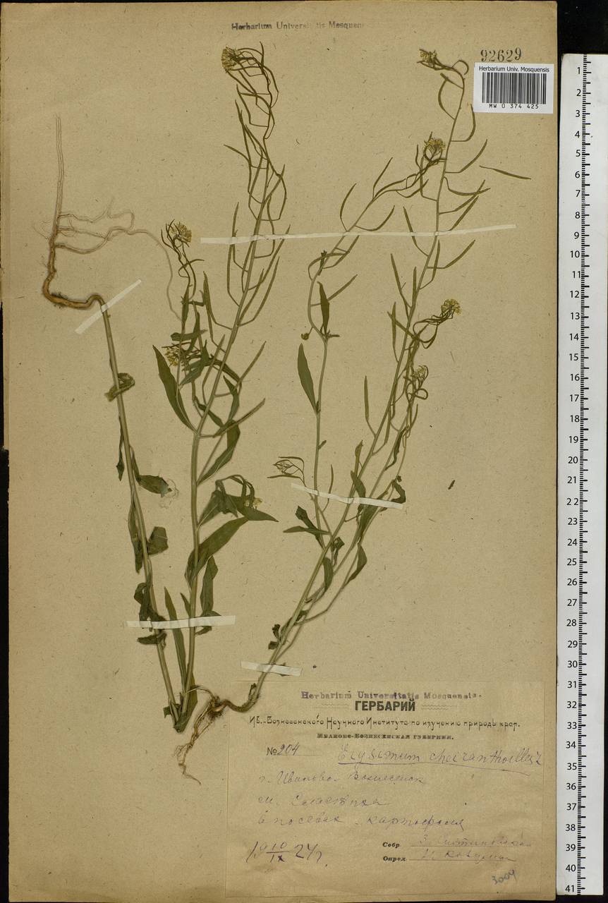 Erysimum cheiranthoides L., Eastern Europe, Central forest region (E5) (Russia)
