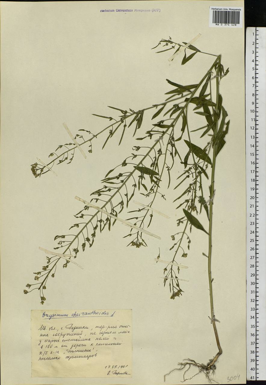 Erysimum cheiranthoides L., Eastern Europe, Central forest region (E5) (Russia)