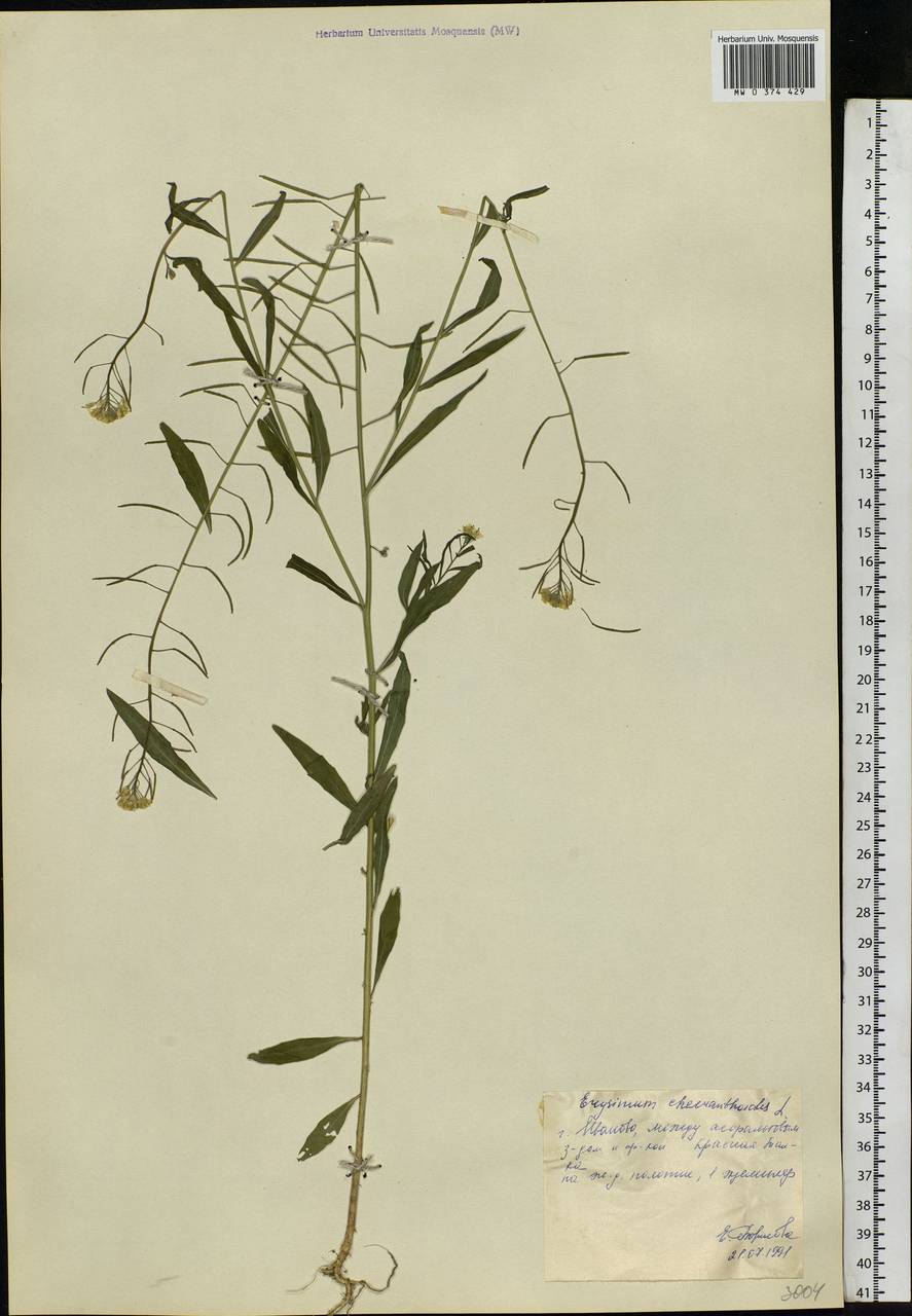 Erysimum cheiranthoides L., Eastern Europe, Central forest region (E5) (Russia)