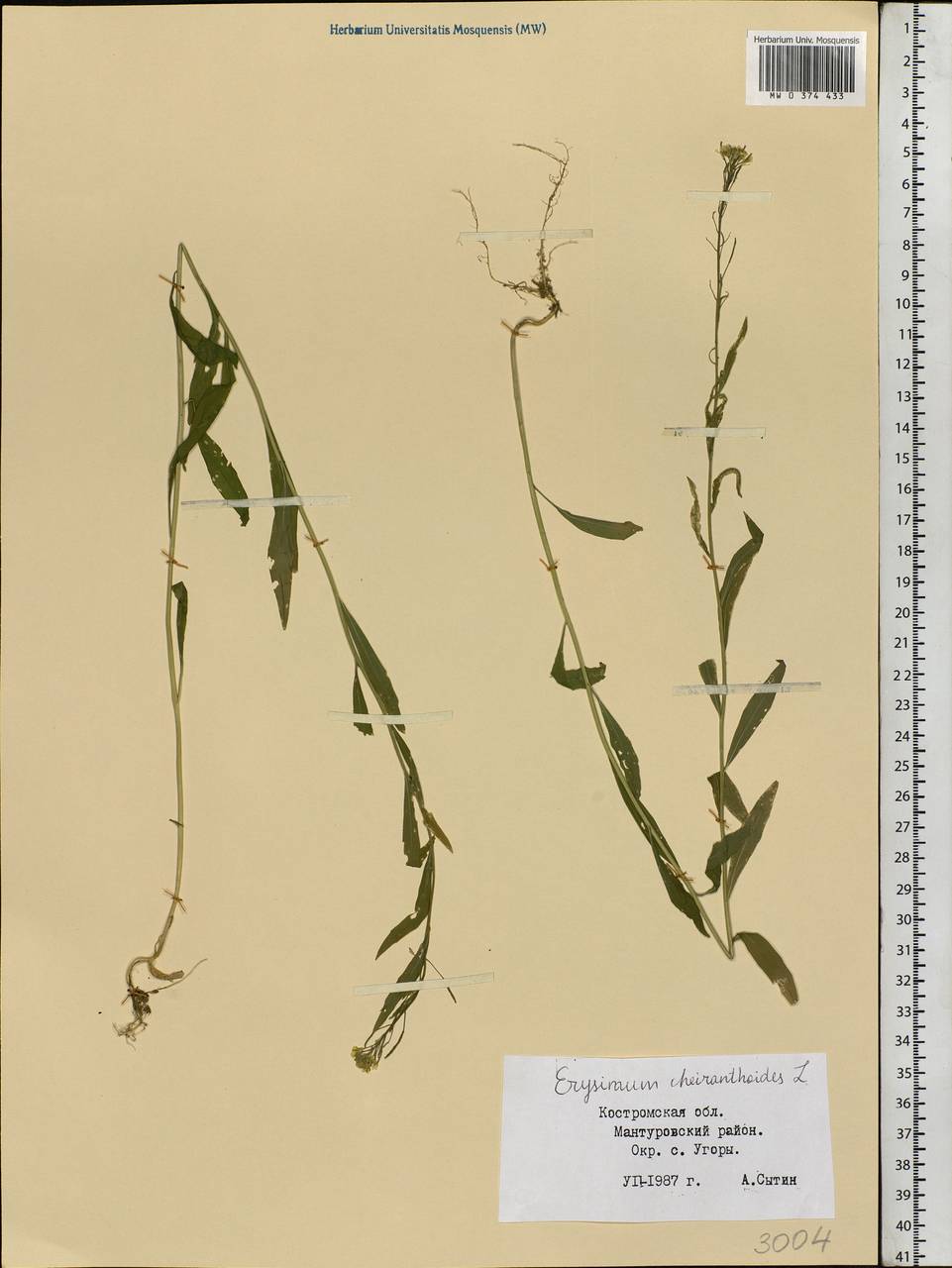 Erysimum cheiranthoides L., Eastern Europe, Central forest region (E5) (Russia)