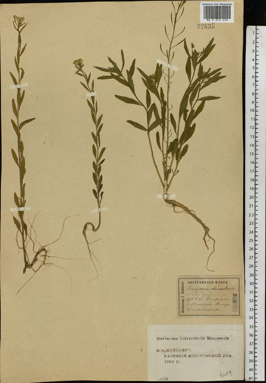 Erysimum cheiranthoides L., Eastern Europe, Central forest region (E5) (Russia)