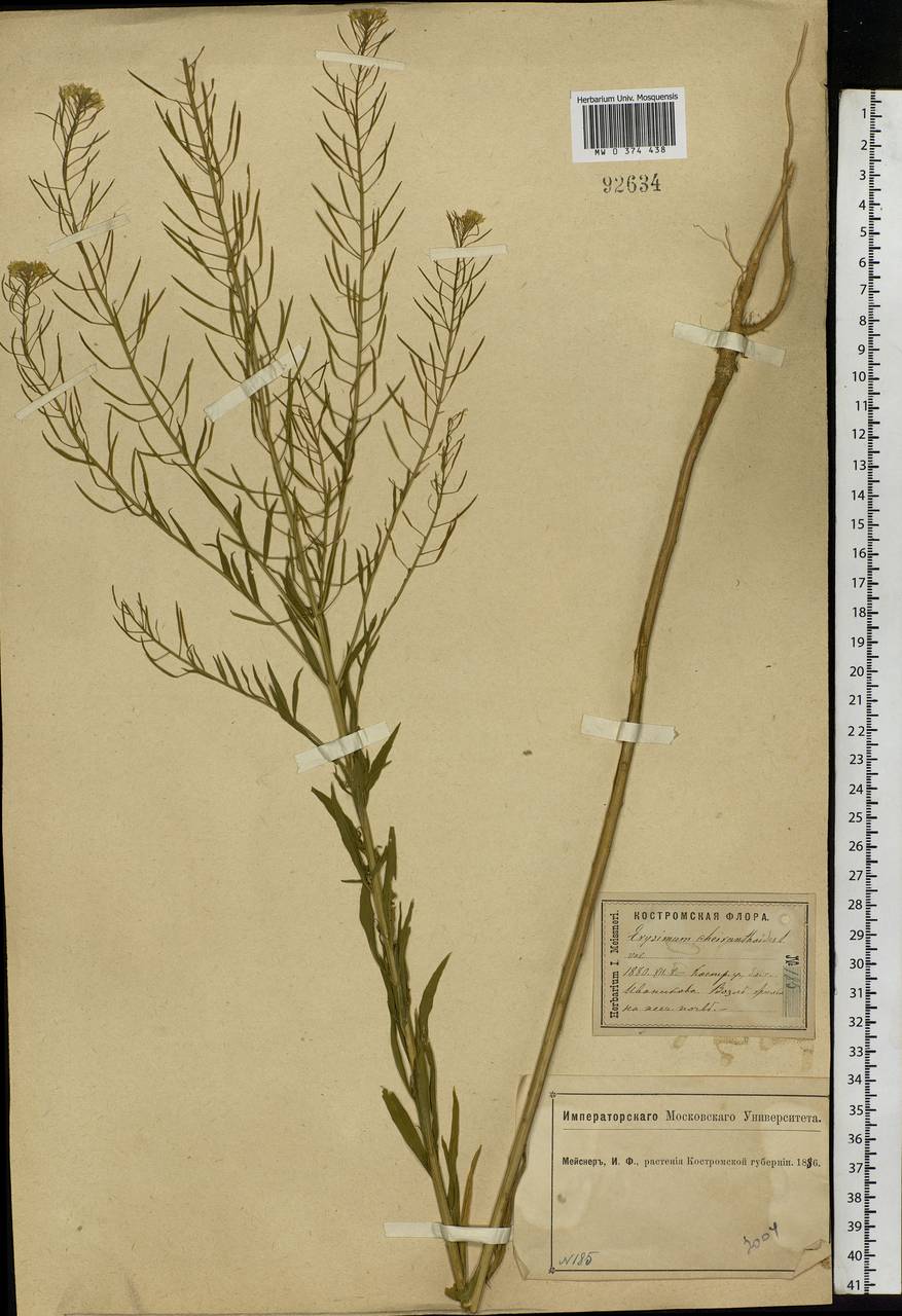 Erysimum cheiranthoides L., Eastern Europe, Central forest region (E5) (Russia)