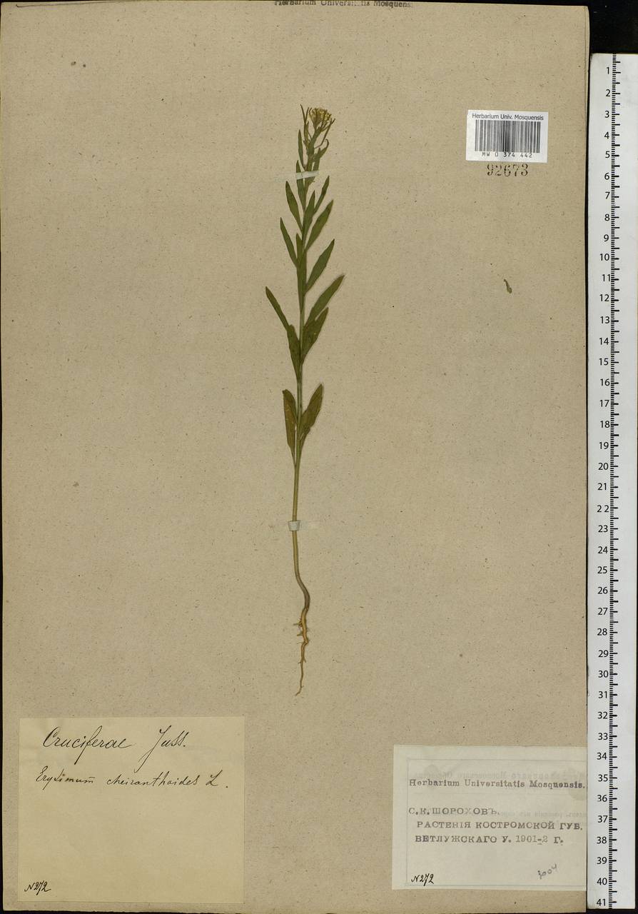 Erysimum cheiranthoides L., Eastern Europe, Volga-Kama region (E7) (Russia)