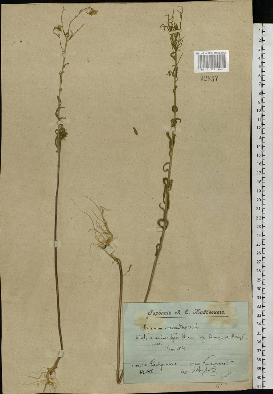 Erysimum cheiranthoides L., Eastern Europe, Central forest region (E5) (Russia)