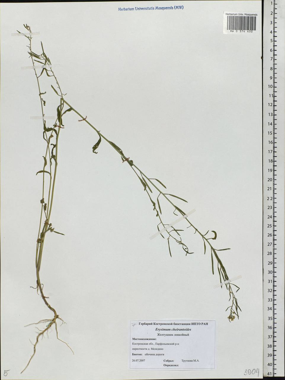 Erysimum cheiranthoides L., Eastern Europe, Central forest region (E5) (Russia)