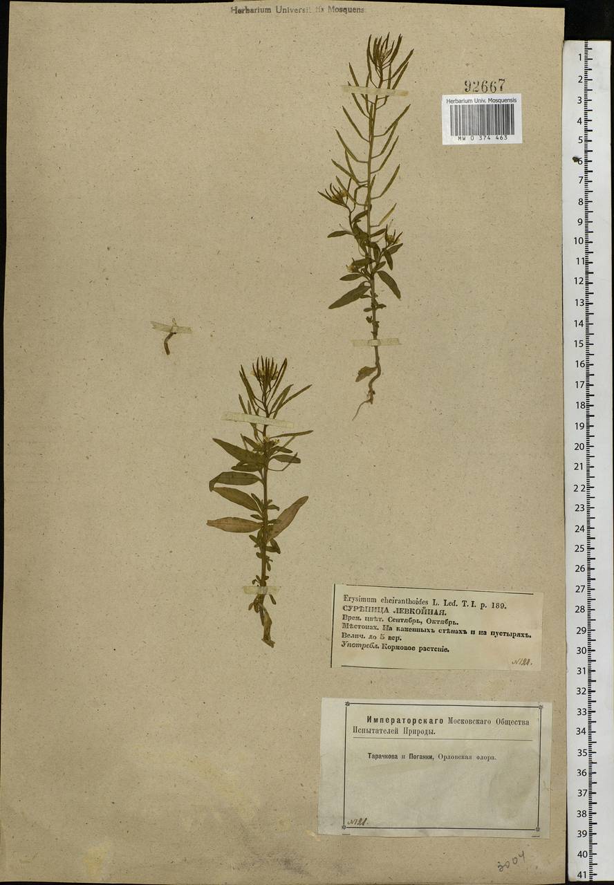 Erysimum cheiranthoides L., Eastern Europe, Central forest-and-steppe region (E6) (Russia)