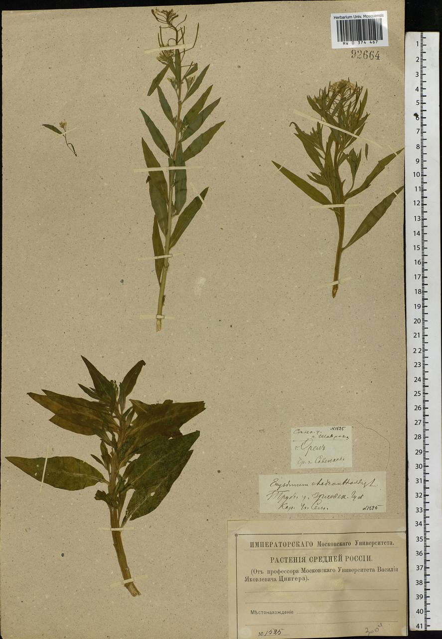 Erysimum cheiranthoides L., Eastern Europe, Western region (E3) (Russia)